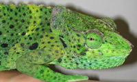 Chameleon